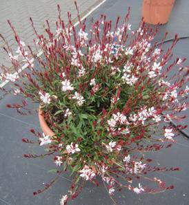 Gaura lindheimeri Compact Rose & White Ranější (asi o týden) a mnohem kompaktnější než Geyser Ideální do