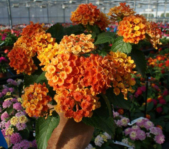 Lantana camara Bandana Orange Přesně zapadá do uniformní serie Bandana Keříčkovitý kompaktní habitus s dobrým větvením