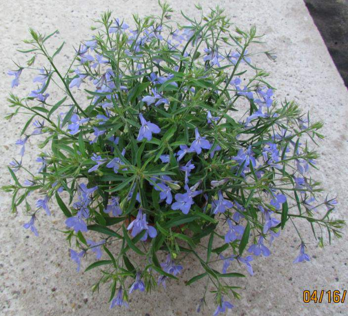 Lobelia erinus Techno Heat up Sky Blue & Up Purple Nahrazují Techno Heat Blue a Techno Heat Trailing