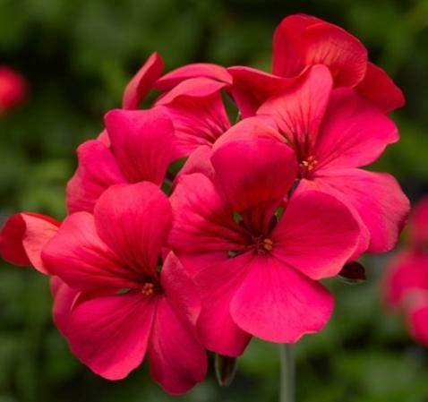 Pelargonium interspecific Caliente Hot Rose Habitus a ranost jako Caliente Rose Velmi dobře