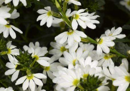 Scaevola Whirlwind Early Compact White Náhrada za Trailing White Mnohem lepší habitus Veliké bílé květy, zpočátku