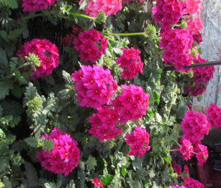 Verbena Hybrida Lanai Magenta Charakteristika jako Lanai Unikátní barva Vysoká