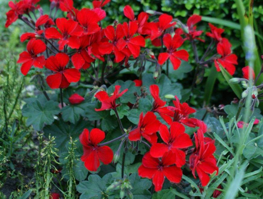 Pelargonium interspecific Dark Caliente