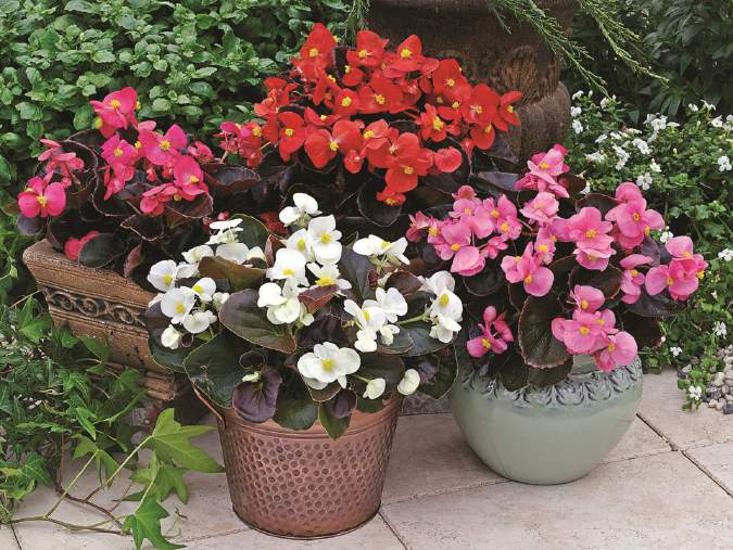 Begonia semperflorens Ascot Ascot Bronze