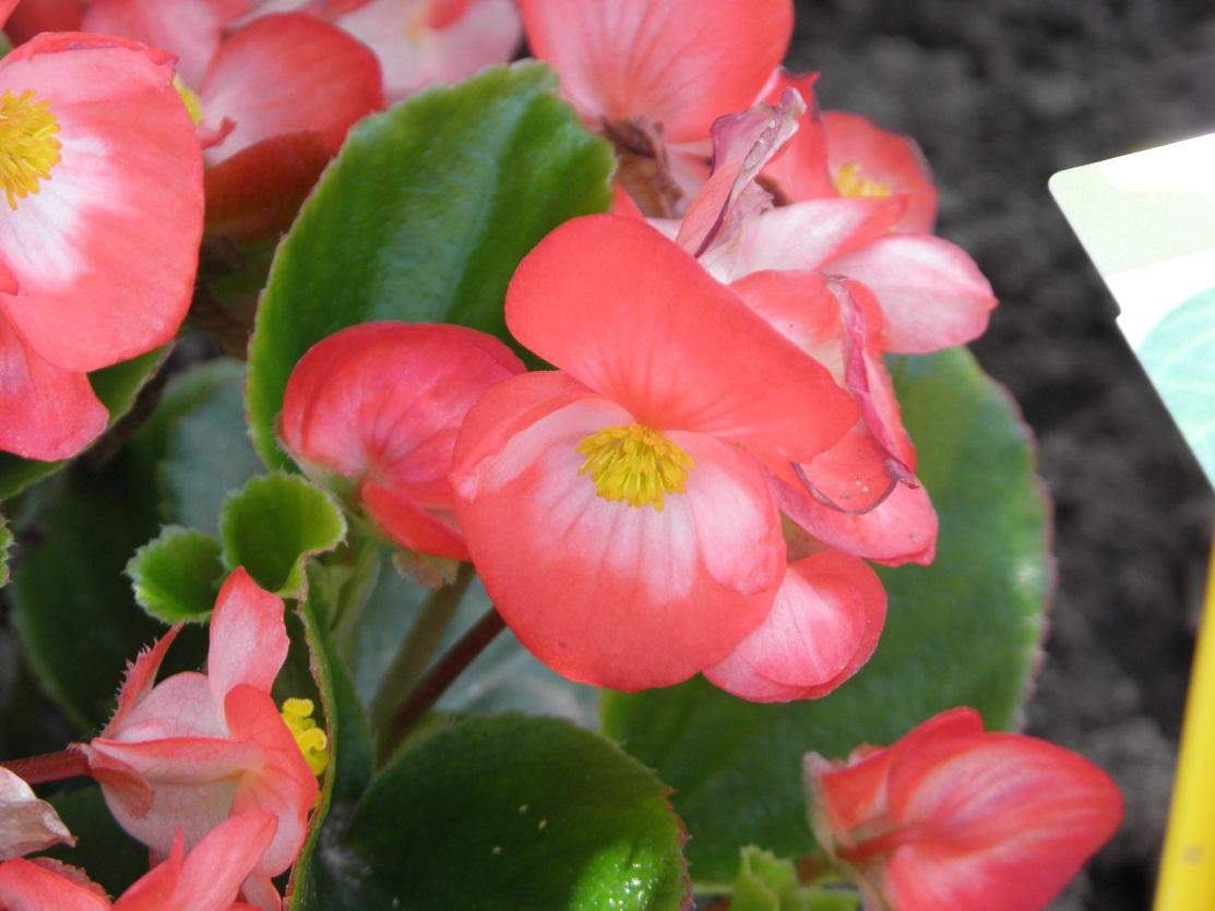 Begonia semperflorens Foxtrot Salmon Blush Rané kvetení, silné květní stonky, dobrá