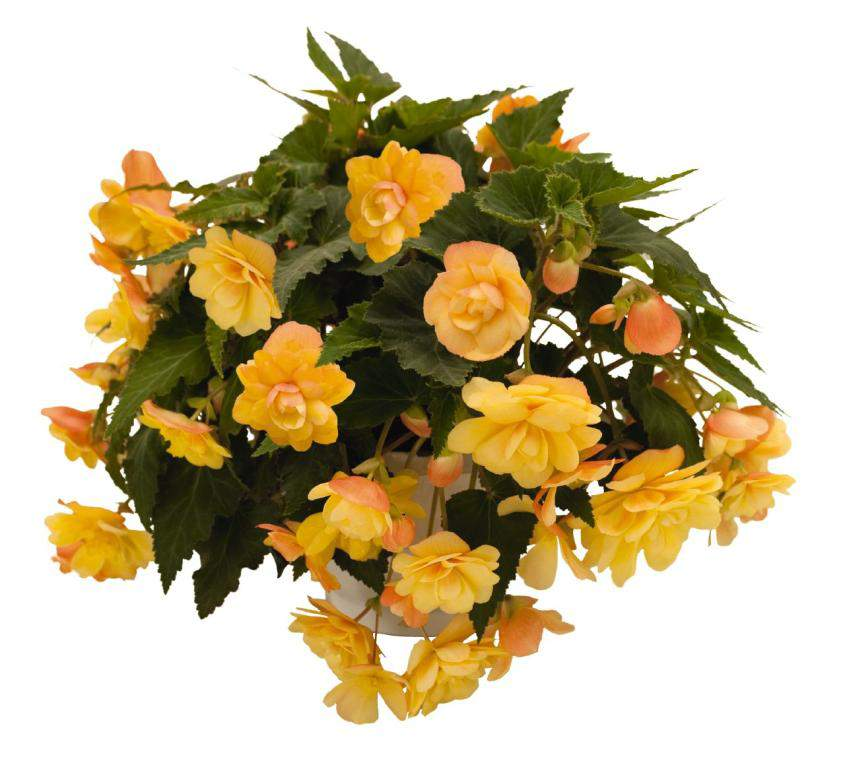 Begonia tuberhybrida Illumination Apricot Shades Nahrazuje Illumination Apricot Kratší