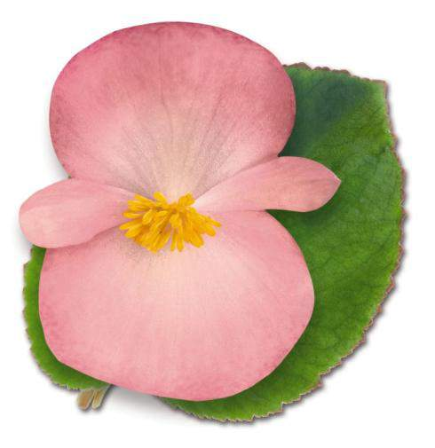 Begonia x hybrida Big Green Leaved Pink Doplňková barva v serii Big 2 týdny ranější jak Dragon Wings Velké květy, otočené k zákazníkovi v