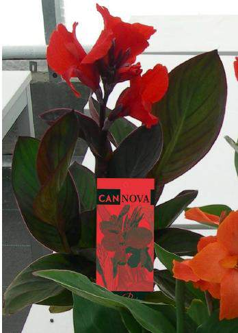 Canna indica F1 Cannova Bronze leaf Scarlet Bronzové listy dobře kontrastují s barvou květů O 1 týden pozdnější jak variety