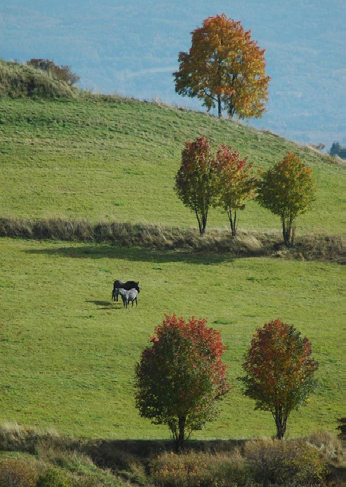 Číslo 1/2017 Zpravodaj MAS Krušné hory 7 c) Soukromý sektor - zájmová skupina - Udržitelný venkov: podnikání, cestovní ruch, zemědělství, životní prostředí AGRO TRAVEL, spol. s r.o. Dolní Žďár 28, 363 01 Ostrov Ing.