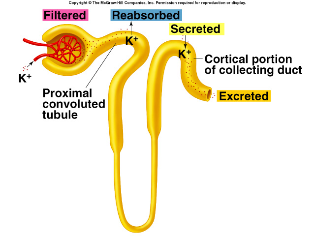 K + Sekrece K + sekrece - pokračování 90% filtrovaného K + je reabsorbováno v proximálních částech nefronu. Sekrece K + probíhá ve sběracích kanálcích.