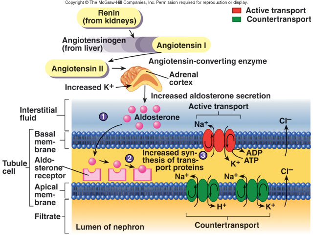 Hormony a ledviny Mozek ADH RAS Mechanismus účinku aldosteronu v distálním tubulu Plíce ACE angiotensin II Renin je proteolytický enzym, jehož substrátem je cirkulující angiotensiogen.