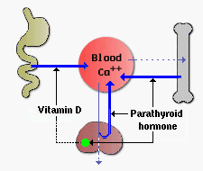 Snížená hladina kalcia v krvi-regulace Účinky PTH na ledvinu PTH má malý vliv na modulaci kalciových toků v proximálním tubulu, kde se reabsorbuje 65% filtrovaného kalcia v rámci celkového objemu