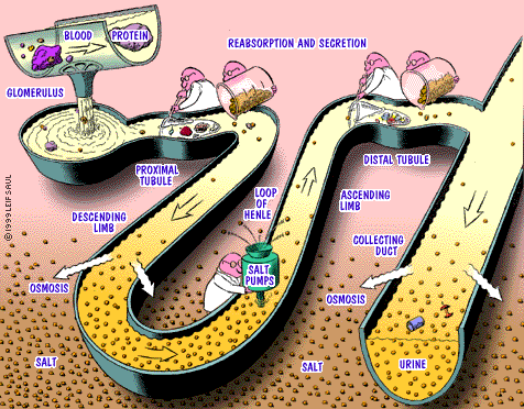 Struktura Bowmanova pouzdra Parietální list glomerulární kapsuly Aferentní arteriola Juxtaglomerulární buň cell Ledviny funkce Vylučování odpadních látek, Regulace objemu tělesných tekutin Prostor