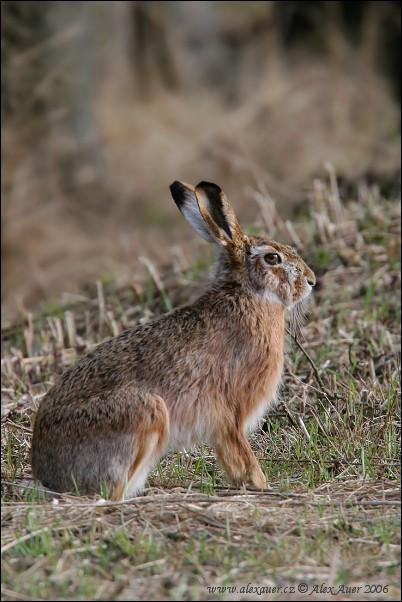 Vědecká klasifikace Říše: živočichové(animalia) Kmen: strunatci (Chordata) Podkmen: obratlovci