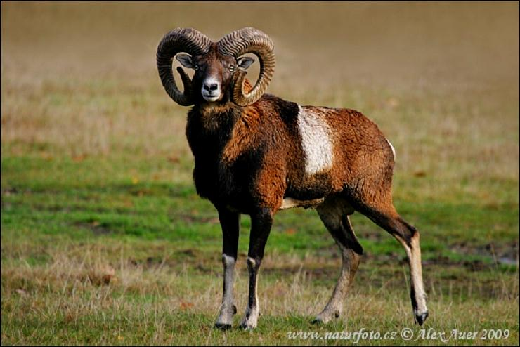 2. 5.25 MUFLON (Ovis musimon) Obr. 28.