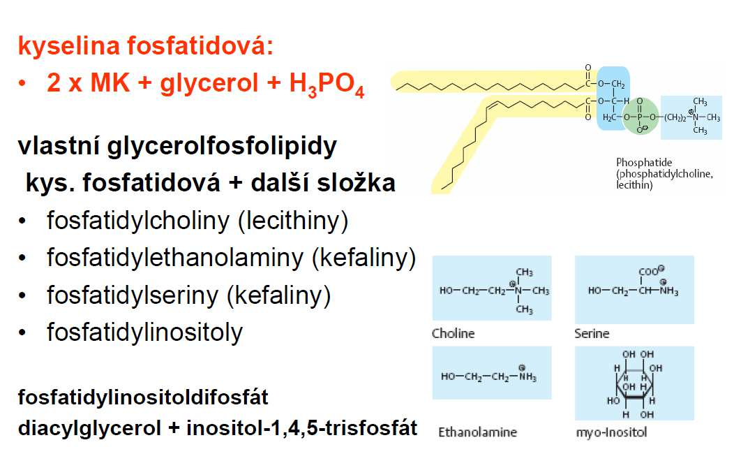 Glycerolfosfolipidy hydrofobní část