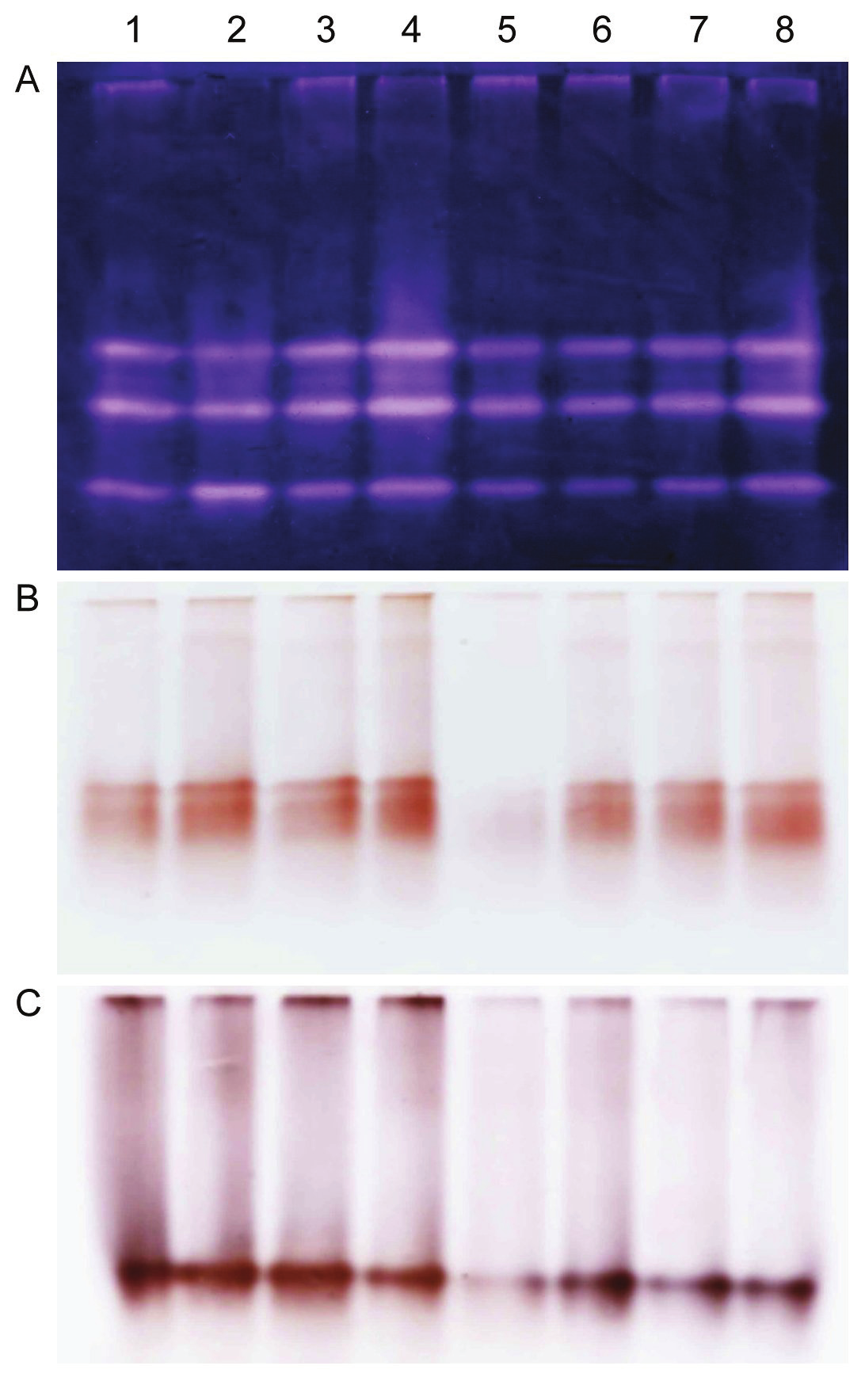 Antioxidační enzymy Fig. 3.