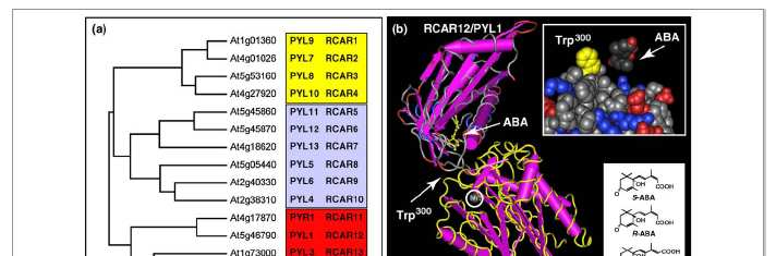 Účast ABA v odpovědi rostlin na stres (PYL pyrabactin-like proteins, RCAR regulatory component