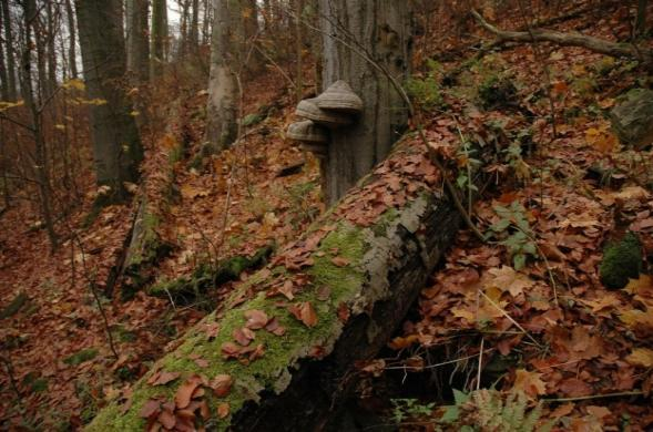 Poslání národního parku Podyjí Nařízení vlády ČR č. 164/1991 Sb., kterým se zřizuje NP Podyjí 2 Poslání národního parku:.