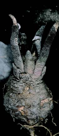 agavioides subsp.