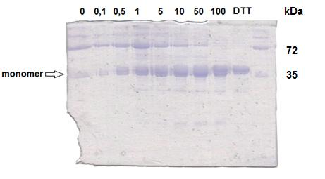 - 30 - oligomer (byť již pouze nekovalentní), avšak redukce výrazně přispívá k homogenitě proteinového preparátu. 5.1.3. Závislost míry redukce nitrilasy na koncentraci β-merkaptoethanolu Dalším krokem studie bylo nalezení koncentrace redukčního činidla, jež je dostačující pro redukci nitrilasy na své podjednotky.