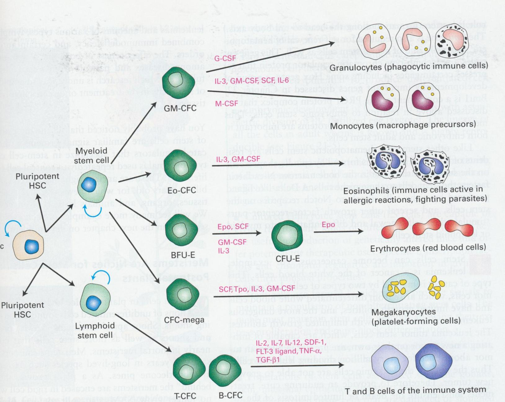 Pluripotent Hematopoietic stem cell (HSC) FIGURE 21-15 Formation