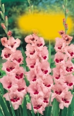 Sinningia hybrida