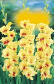 kúszóliliom Gloriosa
