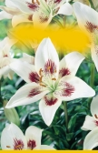 Gardenia linie Gardenia línia 80če 80če