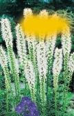 6rů 6rů 6bč Liatris spicata Kniphofie (do