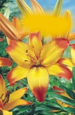 Fackellilie Kniphofia Šuškarda (k sušení)