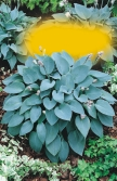Hosta Denivka (do skupinových výsadeb)