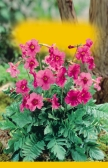 hybridum d Gold Standar ks ncarvillea