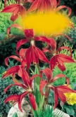 Sprekelia Tygřice (do skupinových