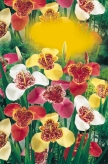 Pávaszemes tigrisvirág Tigerblume