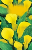 Calla Lily / cm 00žl 00žl / cm 00rů