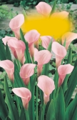 6 0tč / 0or 0or Zantedeschia