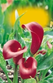 Zantedeschia rehmannii Zantedeschia