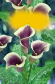 Calla Lily Lily ipcasso MajeRsetdic