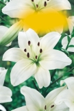 longiflorum 78če 78če /6 70rč 70rč