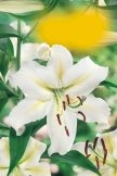 aethiopica Zantedeschia