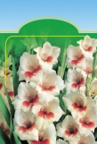 Broadiaea laxa VELKOKVùTÁ BEGÓNE /+ cm Begonia fimbriata T