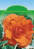 BEGÓNE Begonia fimbriata T EPENTÁ BEGÓNE H A s W ke L L O