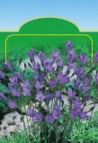 Gladiolus BL 068žč 0/ cm 070fi 068žč R 0žl T s kr E D 0žl