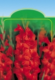 0/ cm 0/ cm Gladiola Mieczyk Kardvirág Gladiole