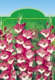 Gladiola Mieczyk Kardvirág  Gladiola Mieczyk