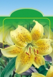 Liliom Lilie Lily Ľalia Lilie Liliom Lilie Lily