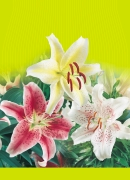Oriental 8 Cancum /6 Lollypop /6 Sorbet /6 Asian Meãíky (mot lokvûté melírované k fiezu) Gladiola