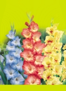 77xx ks 776xx ks 777xx ks Elga Nuit D été ellow Cactaceous ks Peter Pears / ks Green Star / ks