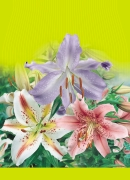 Gladiolus Meãíky (velkokvûté k fiezu) Gladiola Mieczyk Kardvirág Gladiole Gladiolus Meãíky